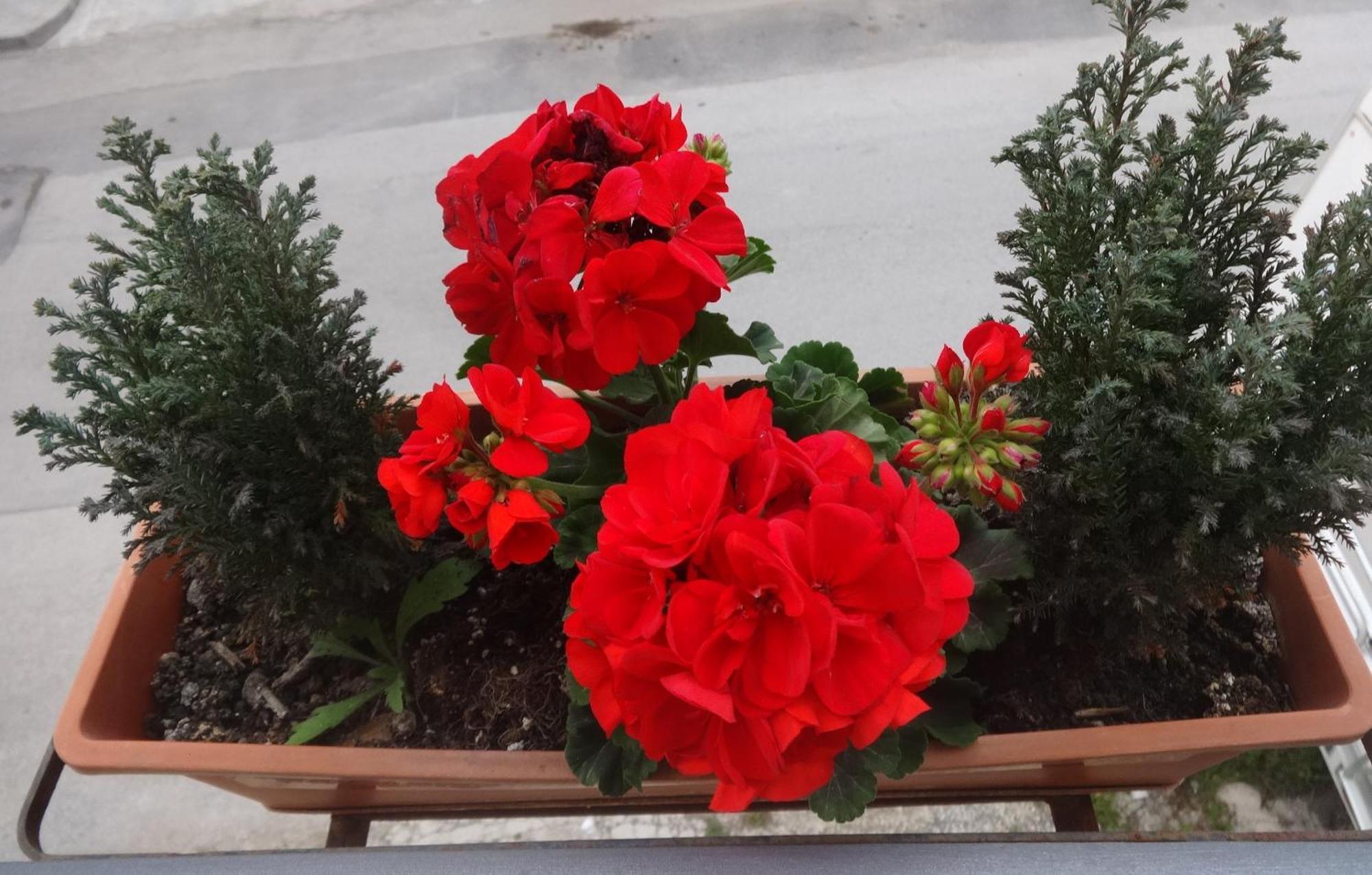 Calliope Τράπανι Εξωτερικό φωτογραφία